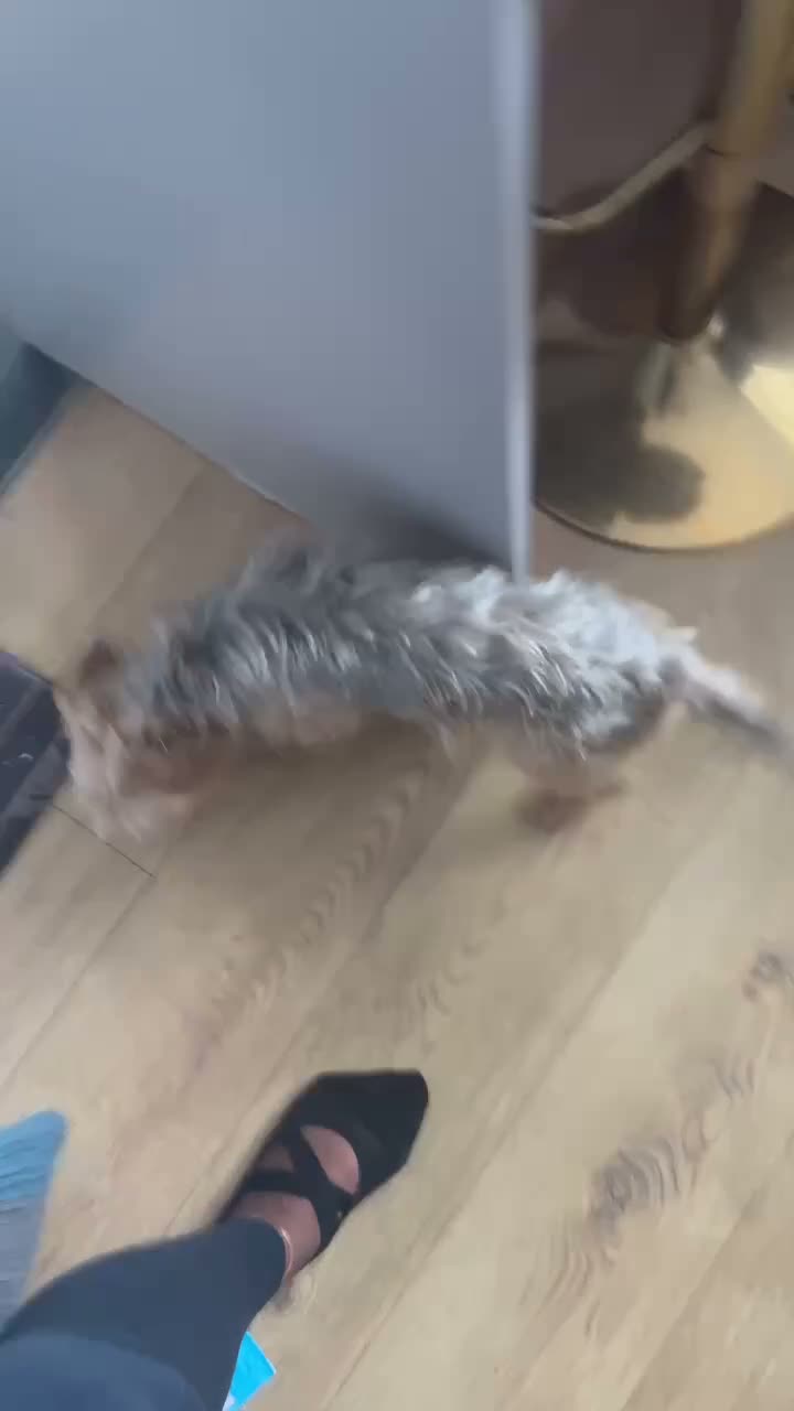 Yorkshire Terrier dogs for sale: Stormi Looking for a new home.  - Video 1