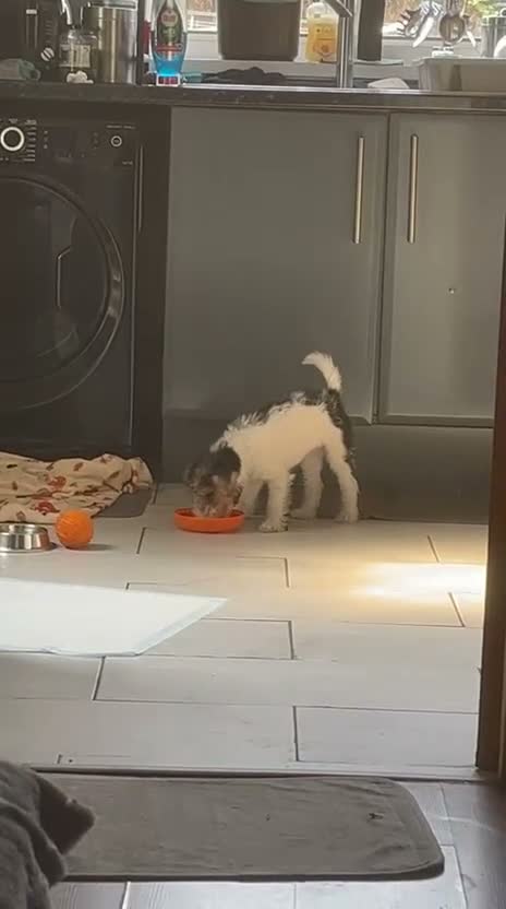 Fox Terrier dogs for sale: Gorgeous Wire haired fox terrier  - Video 2