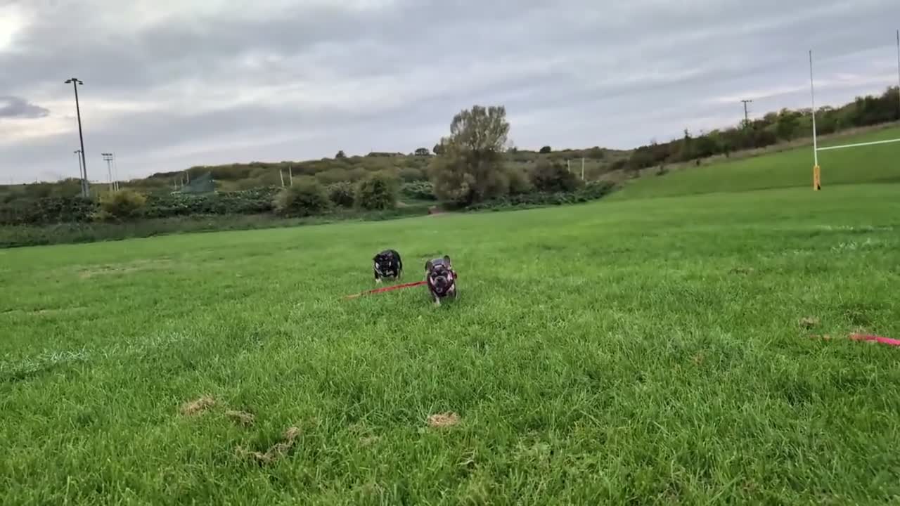 French Bulldog dogs for sale: Last 3 Gorgeous Female Frenchie Pups - Video 3