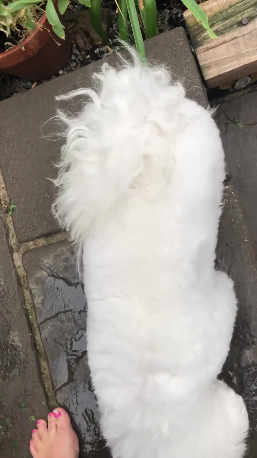 Bichon Frise dogs for stud: KC MULTI CHAMPION BICHON FRISE STUD DOG in Northampton - Video 1