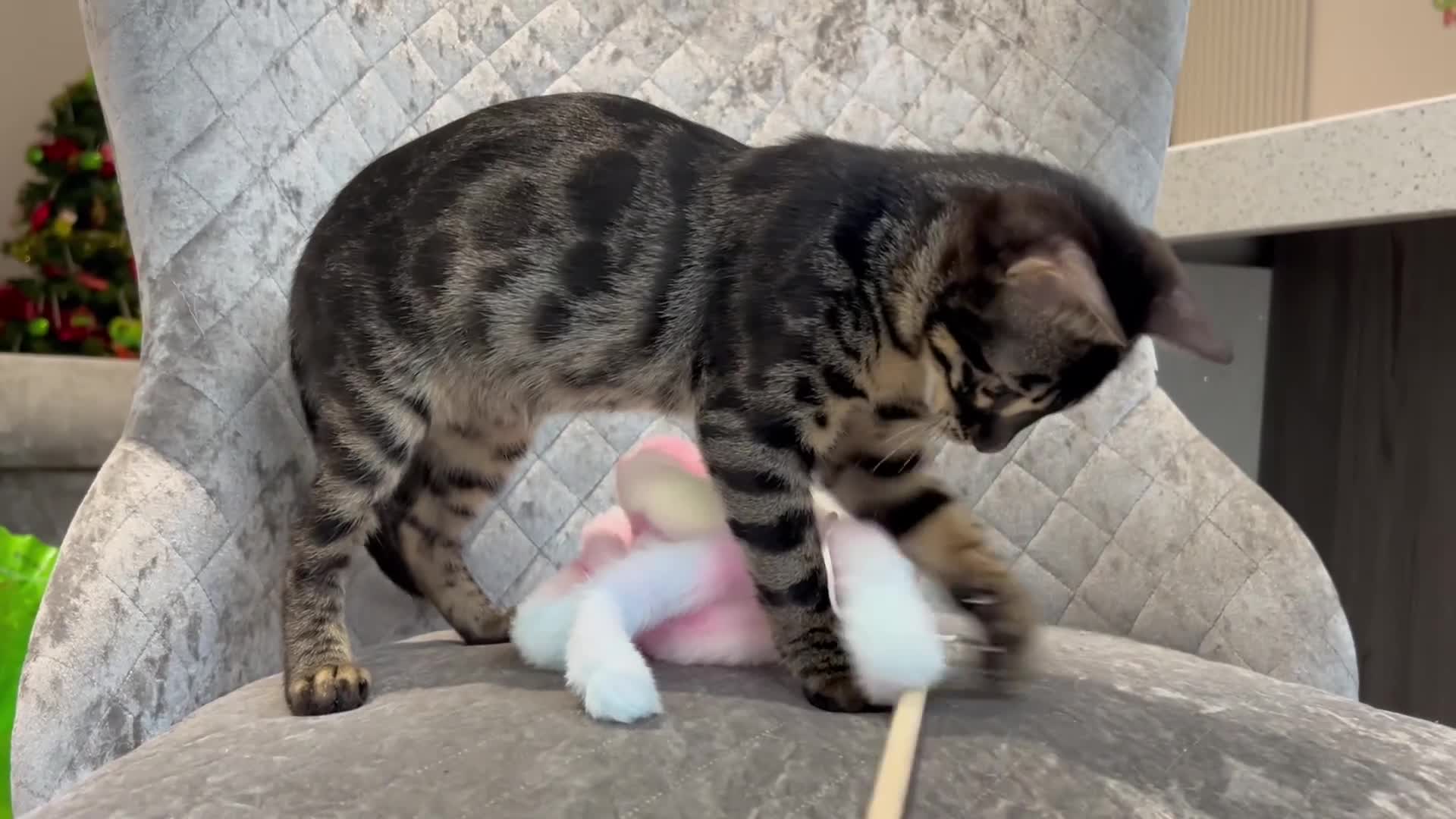 Bengal cats for sale: Stunning Charcoal Female Bengal Kitten - TICA - Video 2