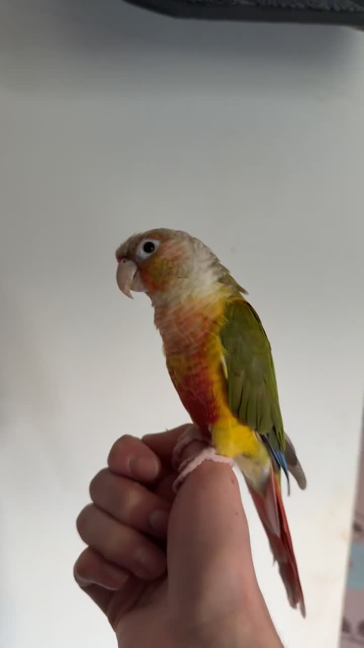 Conures birds for sale: Pineapple conure (read description)  - Video 2