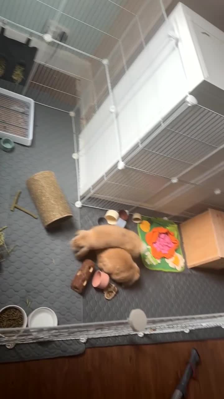 Mini Lop rabbits for sale: 2 beautiful male mini lops with full setup - Video 3
