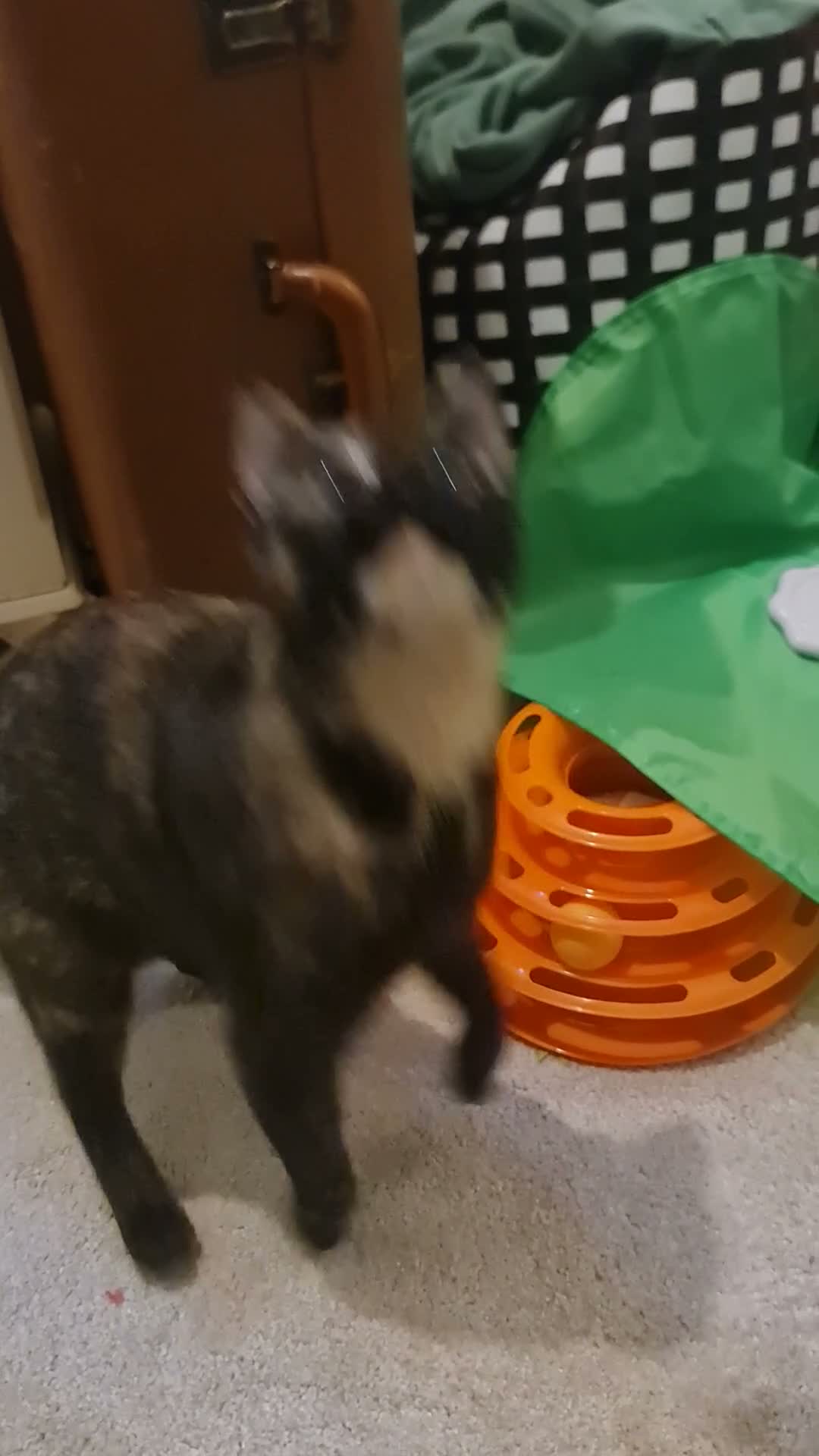 Domestic Shorthair cats for sale: Sweet and Dopey Girl Pidge Seeking Loving Home - Video 2