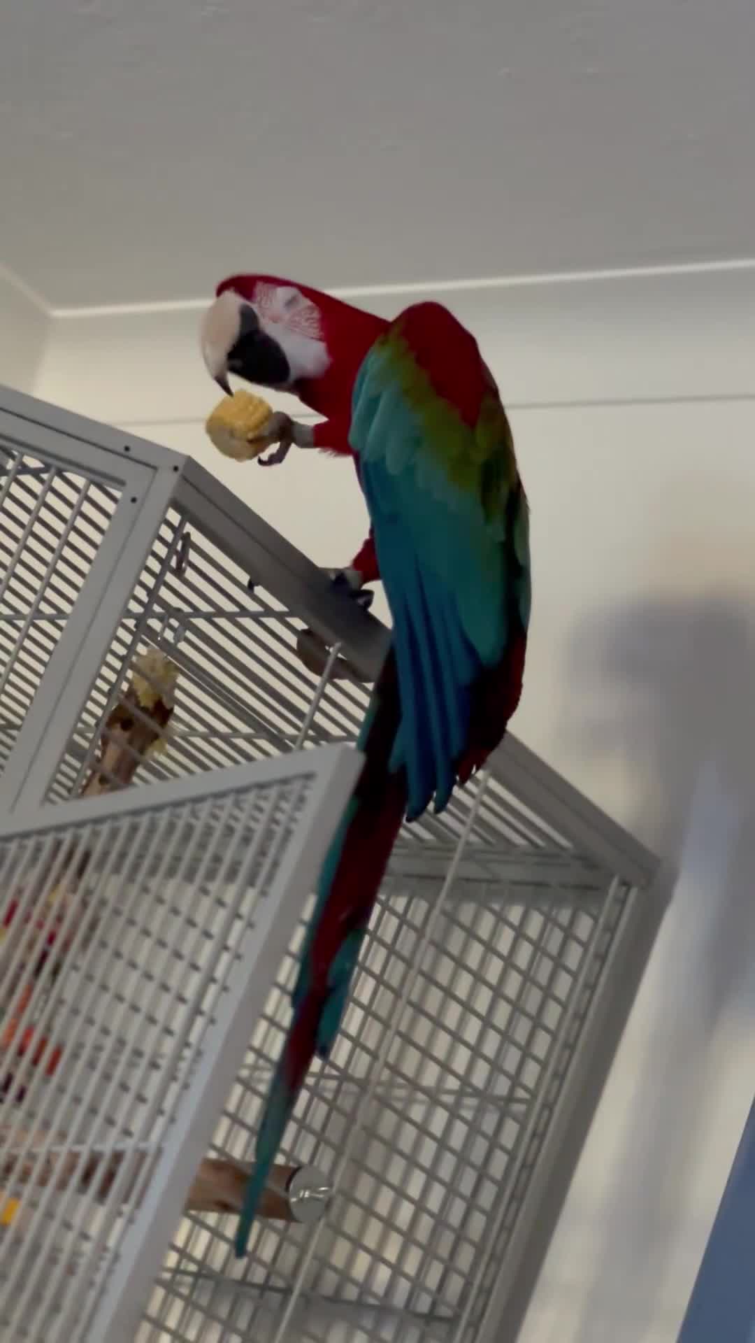 Macaws birds for sale: Beautiful Green Winged Macaw - Video 3