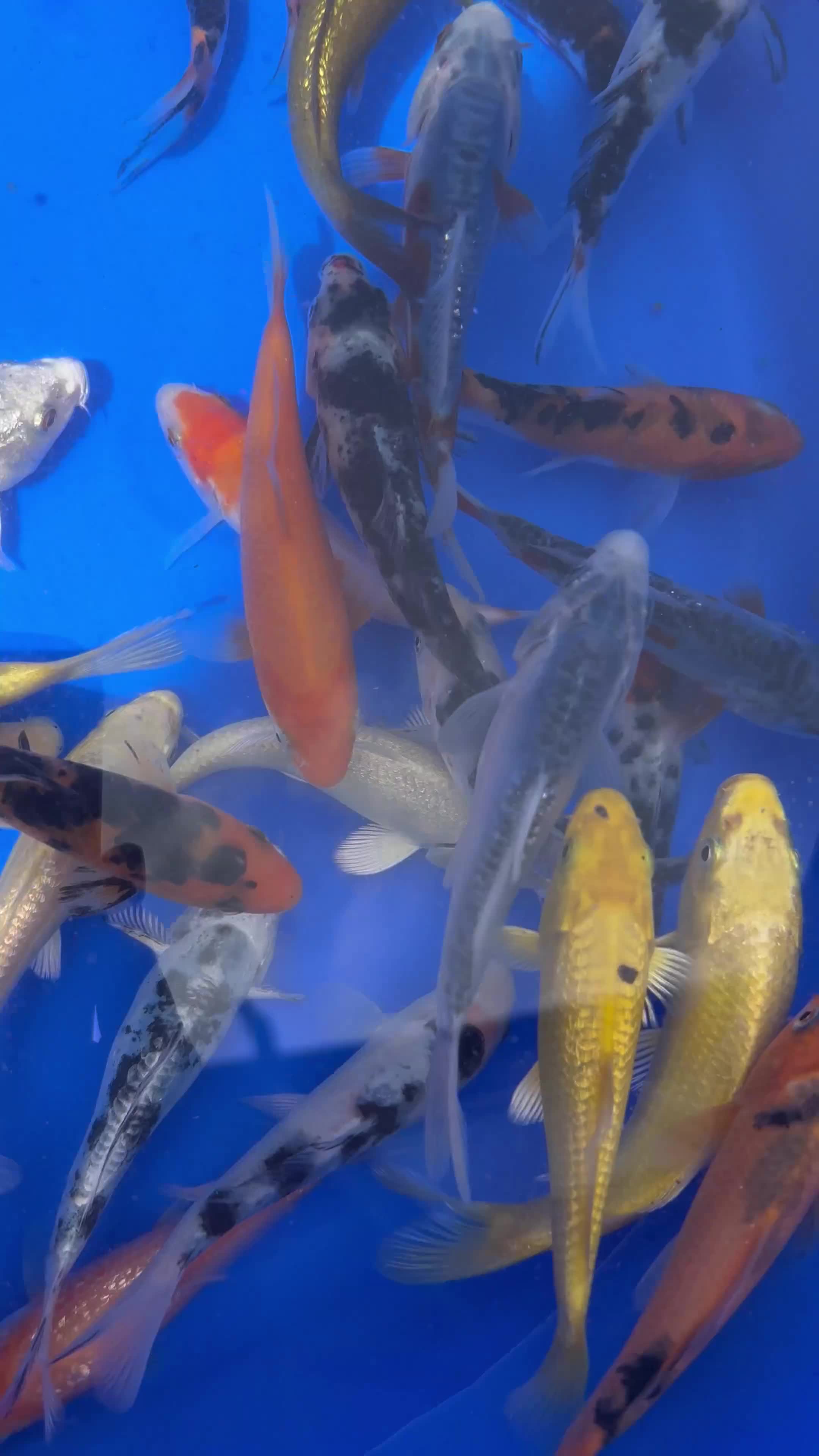 Koi Carp fish for sale: 3-4 inch Koi - Video 2