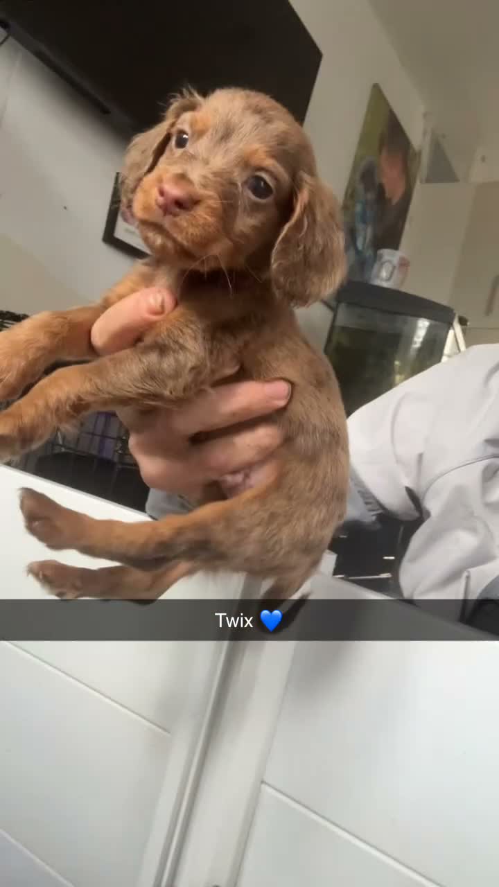 Cocker Spaniel dogs for sale: 3 stunning cocker spaniels  - Video 4