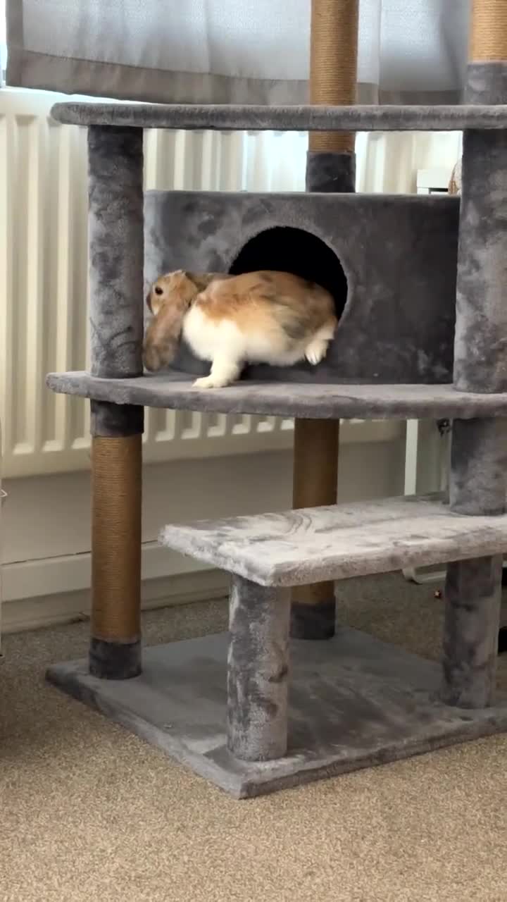 English Lop rabbits for sale: New Home for Milo - Video 1