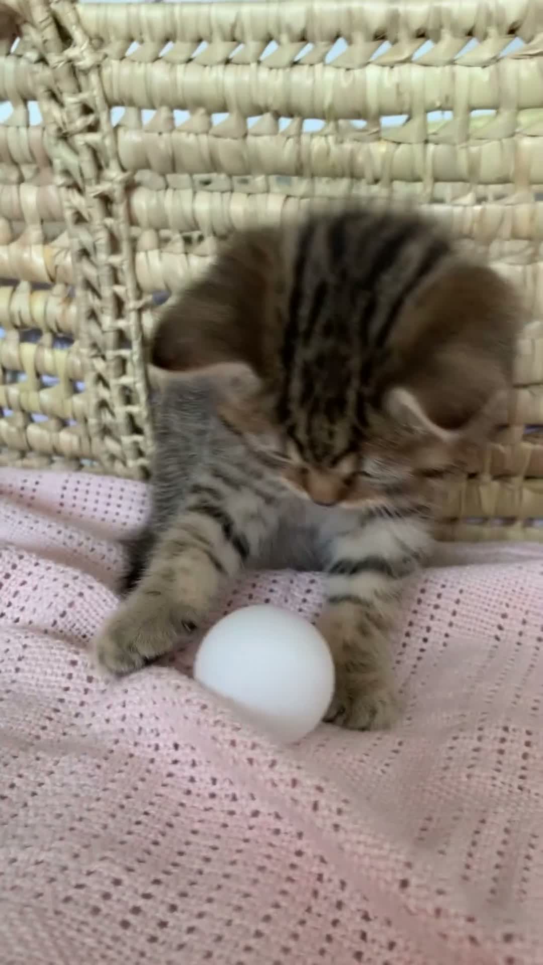 British Shorthair cats for sale: Beautiful British Shorthair Babies 🤍 - Video 1
