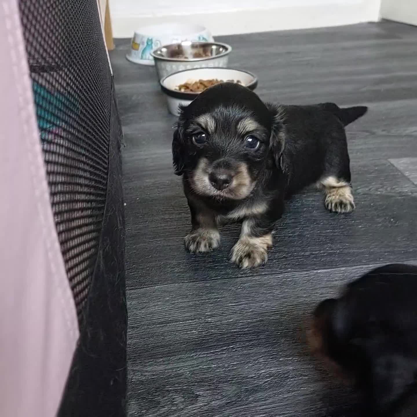 Miniature Dachshund dogs for sale: BEAUTIFUL K C REG PRA CLEAR MINI LONG HAIRED DAXIS - Video 1
