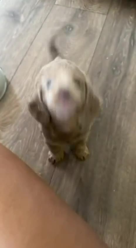 Miniature Dachshund dogs for stud: 🏆ISRI, CHAMPION STUD🏆 - Video 3