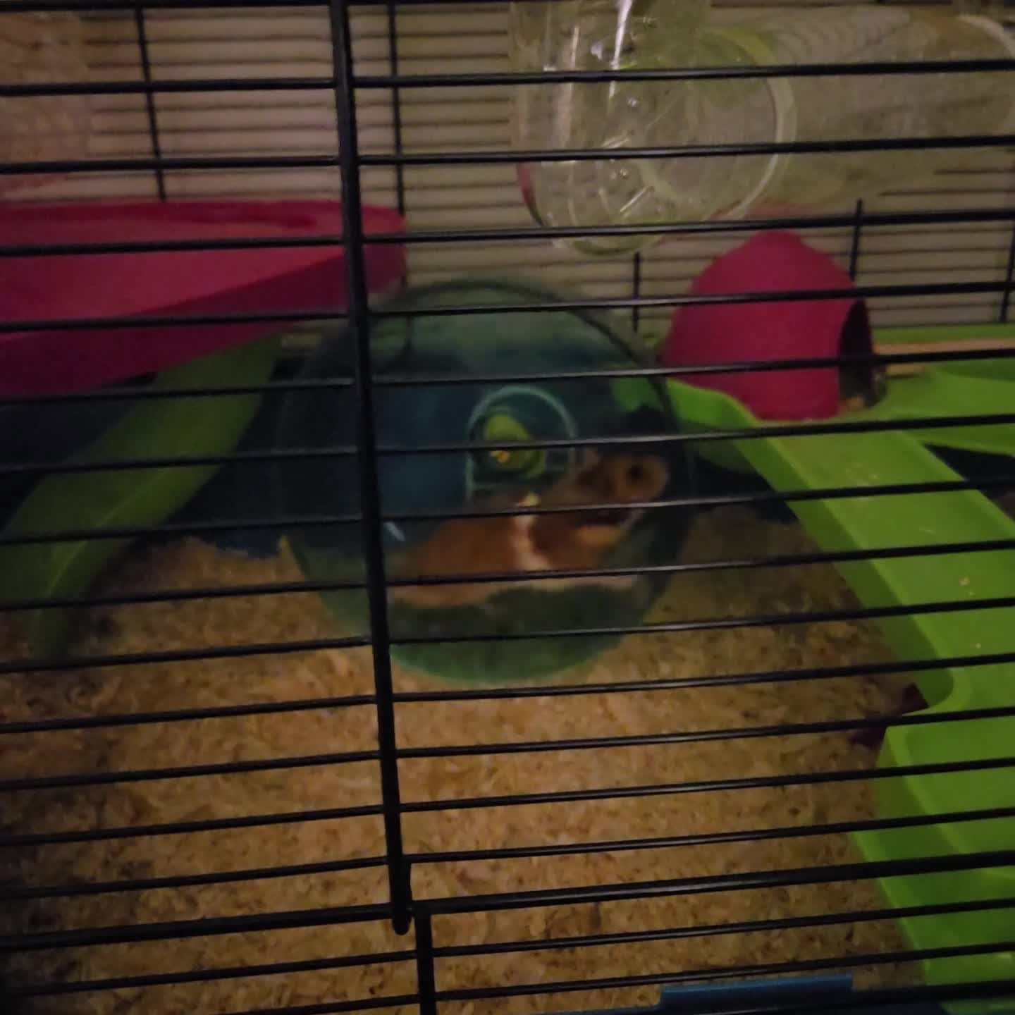 Hamster rodents for sale: Syrian Hamster - Video 2