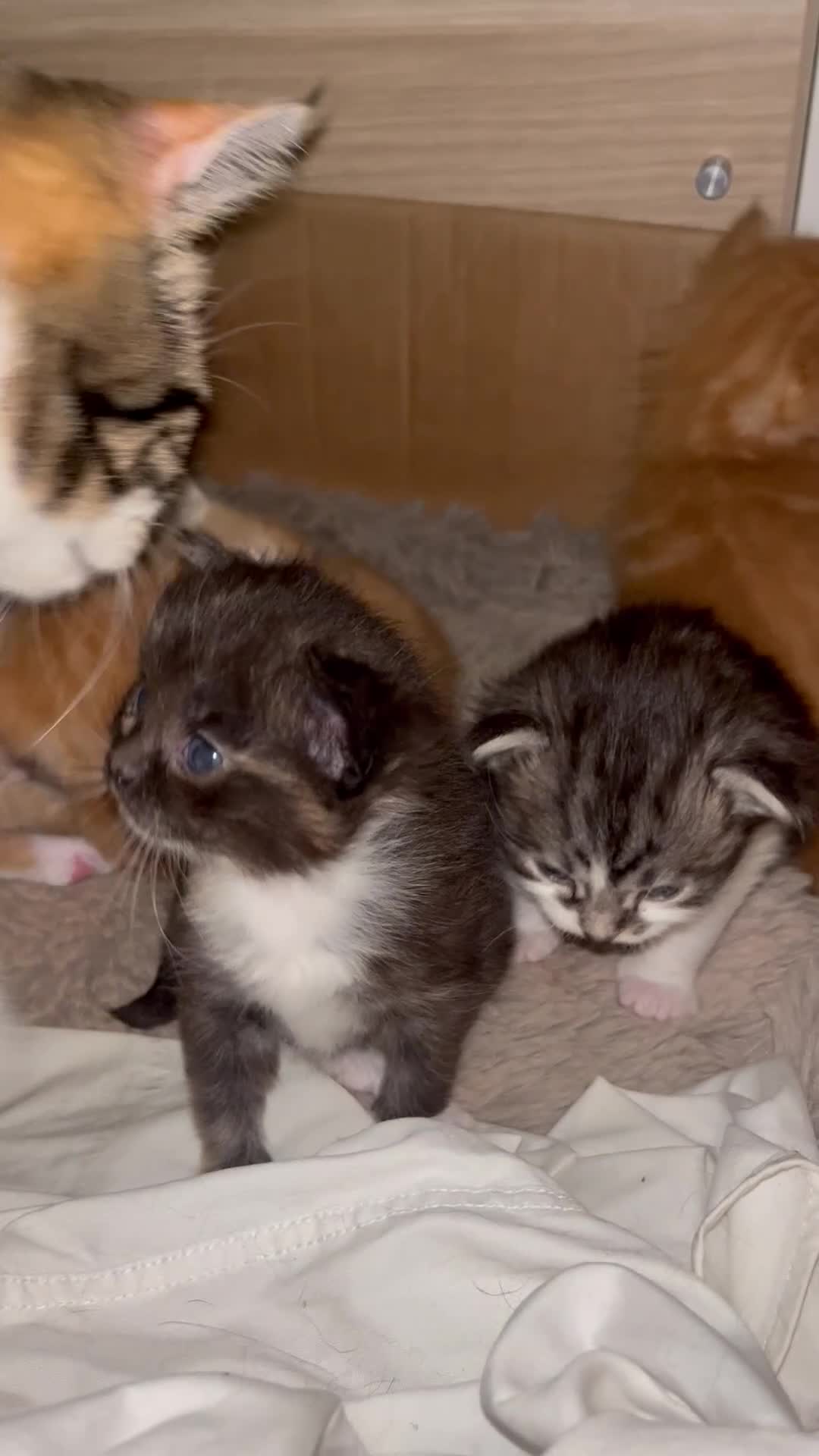 Domestic Shorthair cats for sale: Domestic shorthair x Maine Coon - Video 2