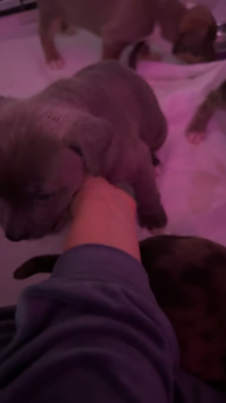 Mixed Breed dogs for sale: Six Beautiful Mix Husky/Italian Mastiff Puppies - Video 2