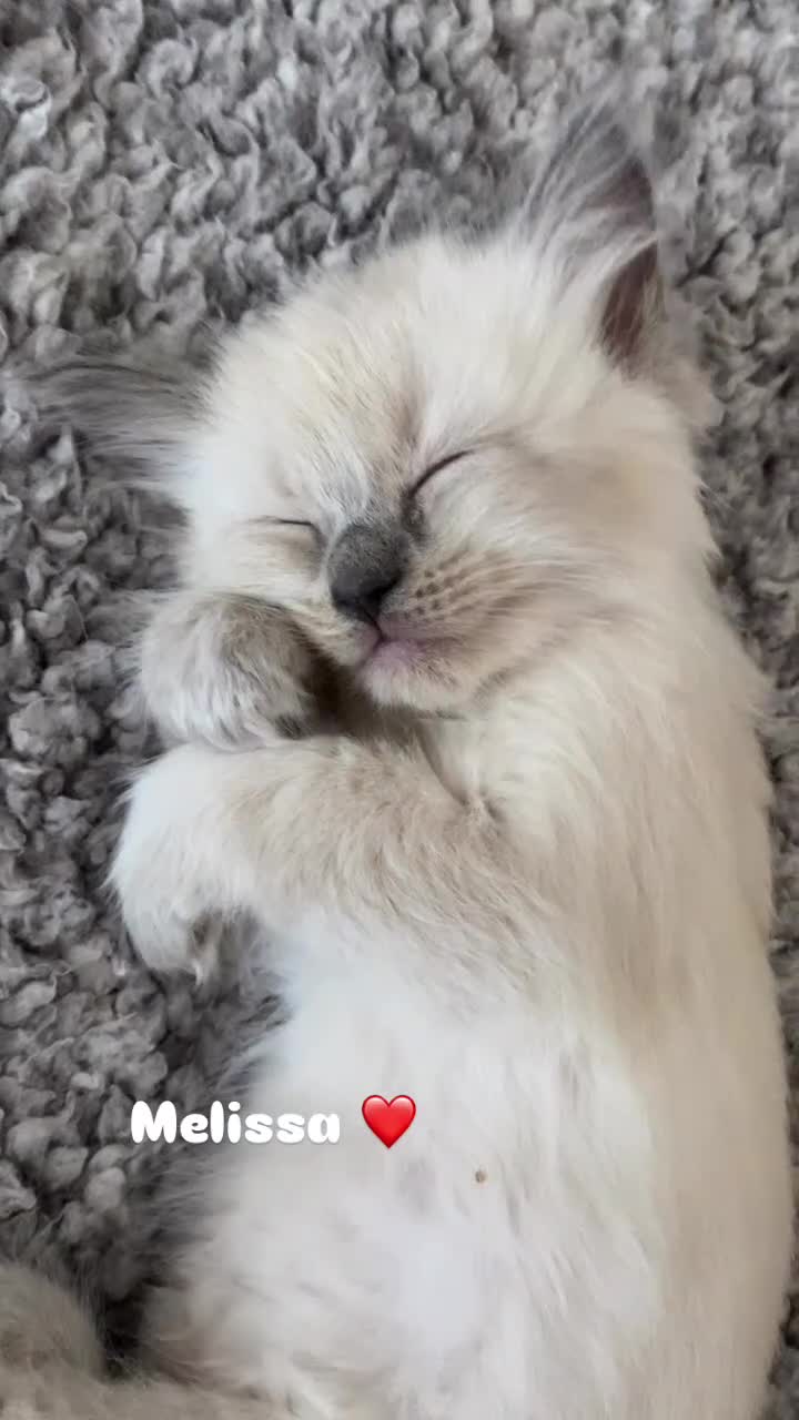 Ragdoll cats for sale: Pure breed ragdolls . Ready to leave SOON  - Video 2