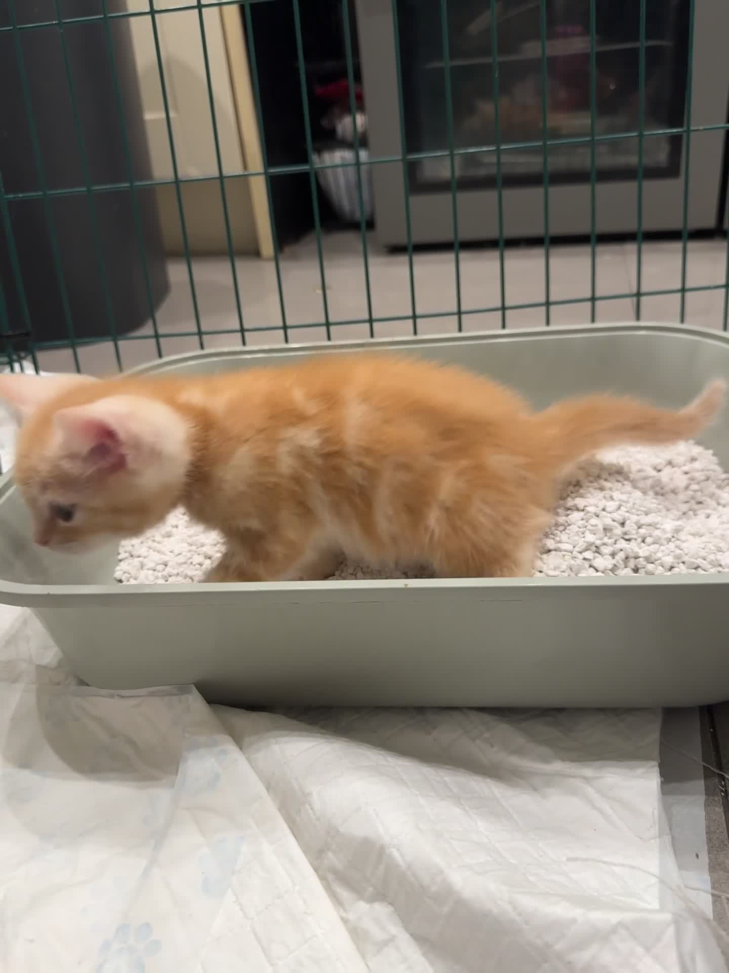 Bengal cats for sale: Bengal and British shorthair mix ginger kitten - Video 1