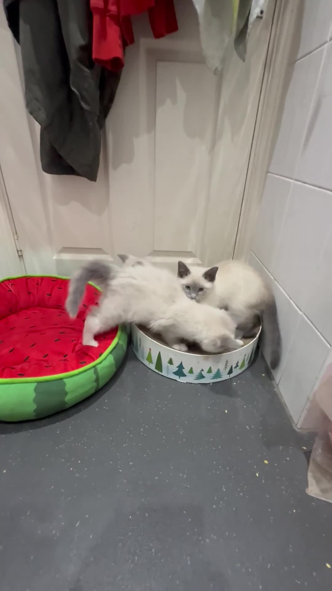 Ragdoll cats for sale: Ragdoll kittens2boy 1 girl £325 - Video 1