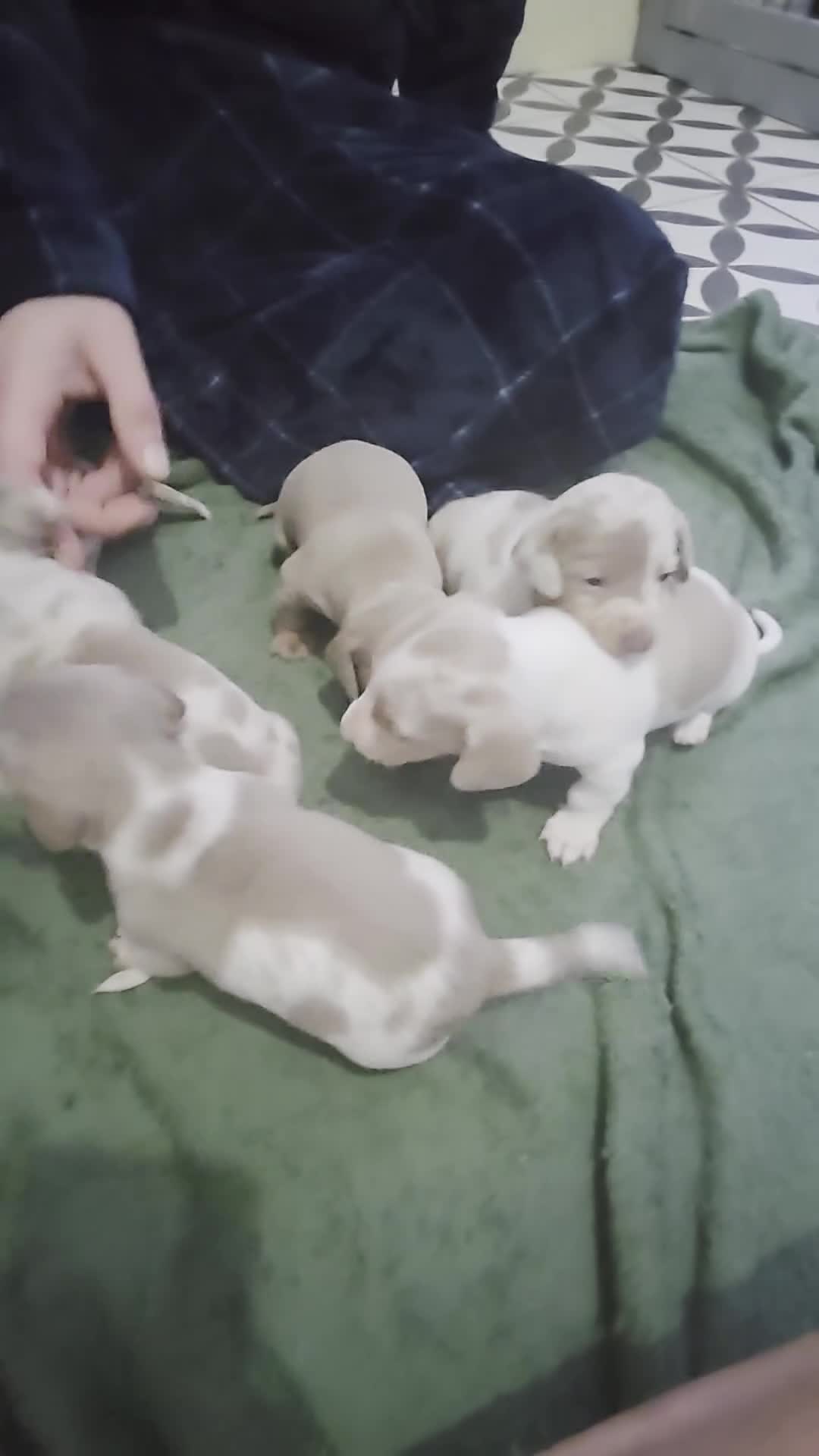 Dachshund dogs for sale: Minature short haired Daschunds - Video 1