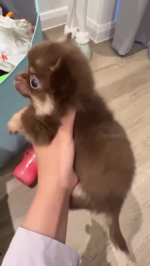 Chihuahua dogs for sale: chocolate tan long haired male chihuahua puppy in London - Video 1