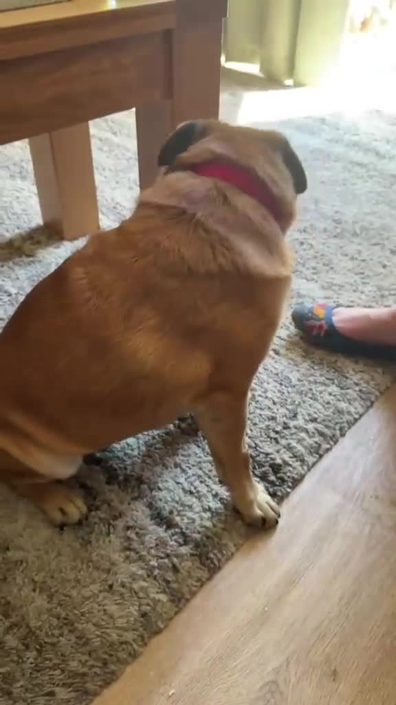 Jug dogs for adoption: 💙 One Little Pug X, One Big Heart 💙 in Droitwich - Video 1