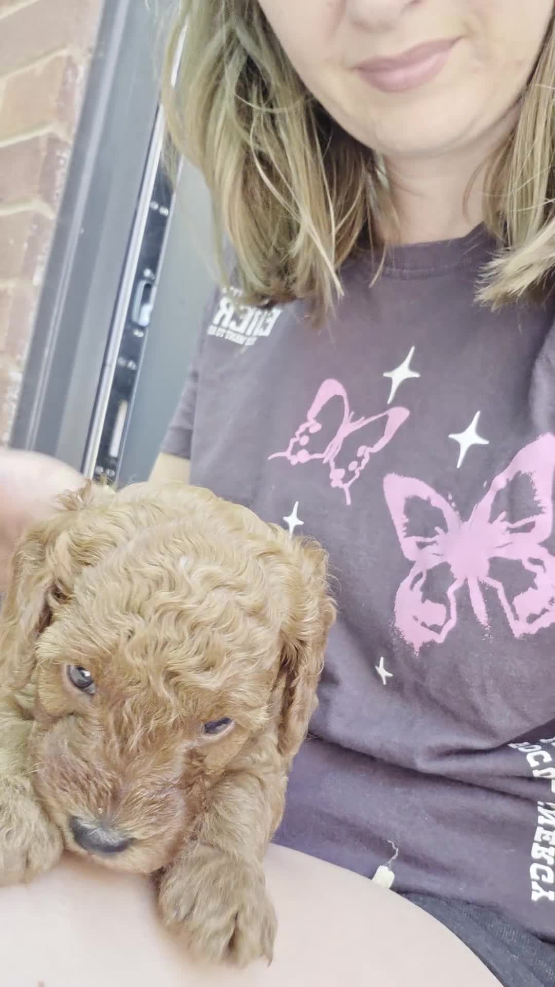 Cavapoo dogs for sale: ❤️Beautiful cavapoo- Ready 16th July ❤️ - Video 1