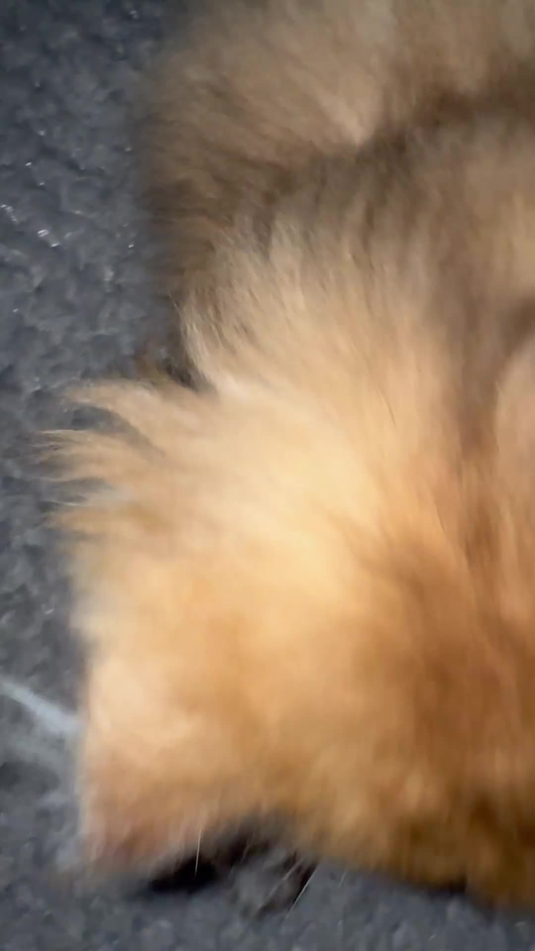 Scottish Fold cats for sale: Scottish pedigree golden kittens  ready to move - Video 1
