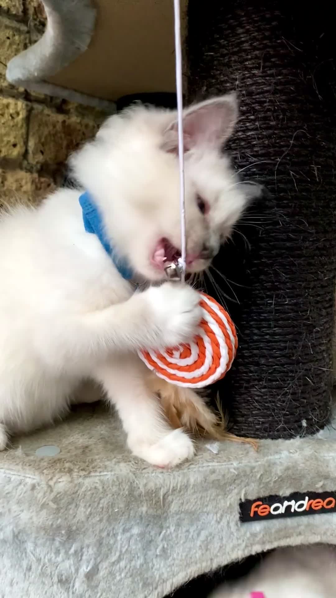 Ragdoll cats for sale: Outstanding TICA reg Kittens – Champion Bloodlines - Video 2