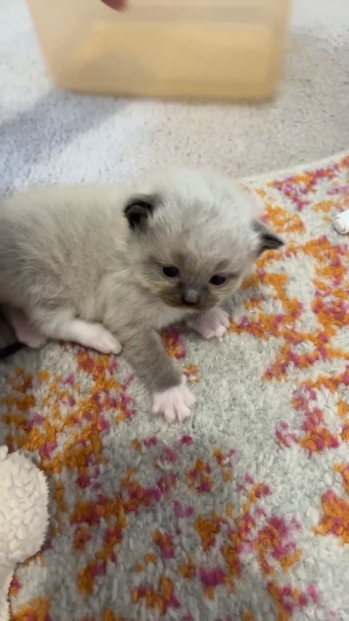 Ragdoll cats for sale: Ragdoll Kittens - Video 1