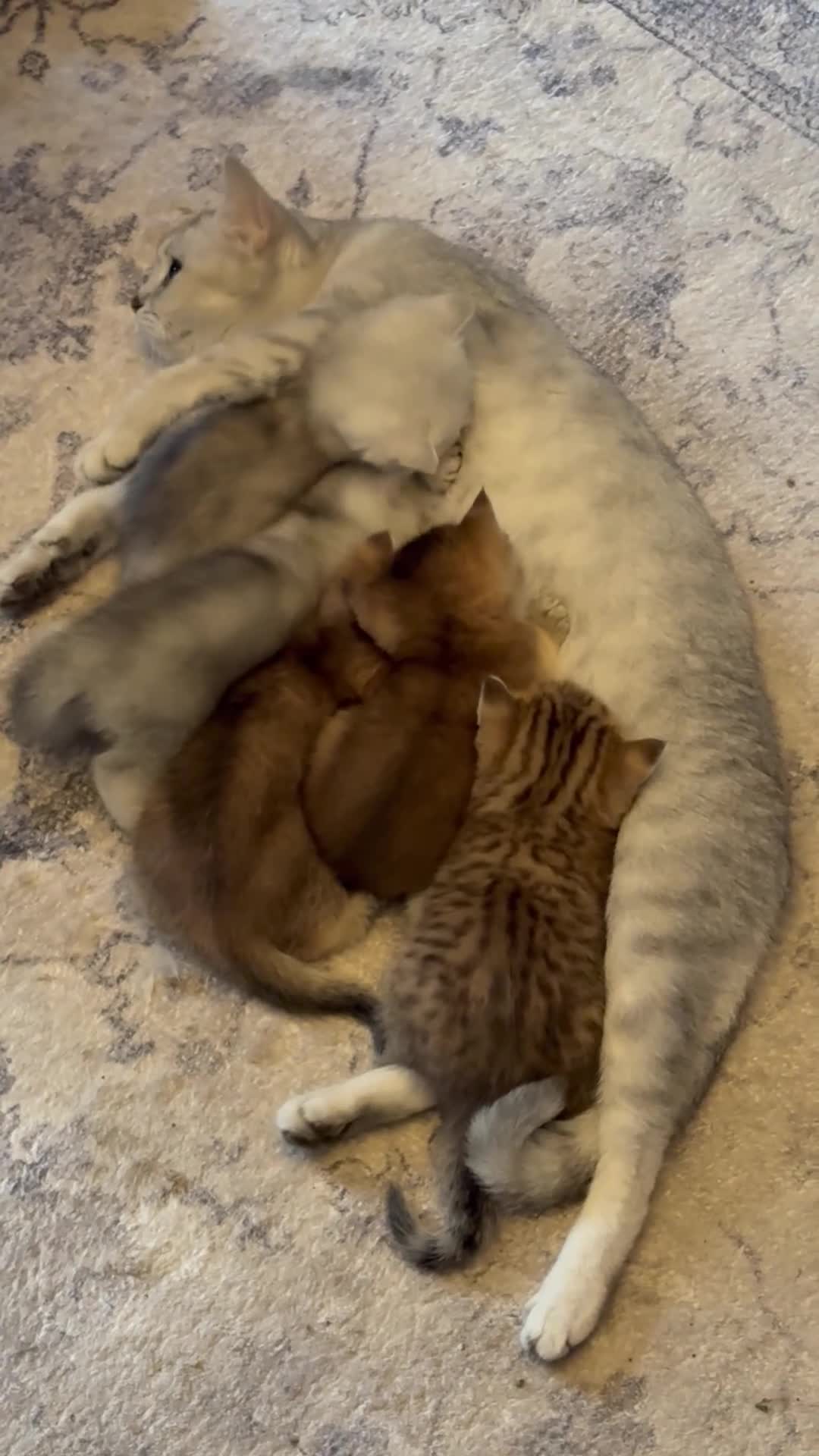 British Shorthair cats for sale: Exquisite confident silver/gold bsh kittens READY  - Video 3