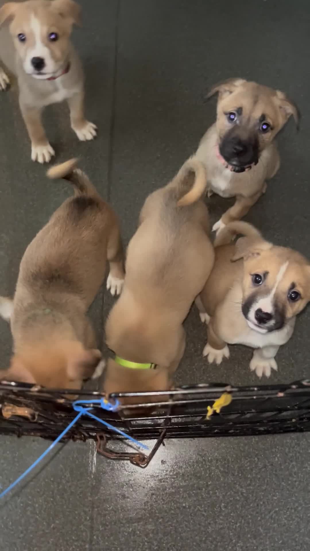 Mixed Breed dogs for sale: 5 beautiful pups remaining 🩷💙 - Video 2