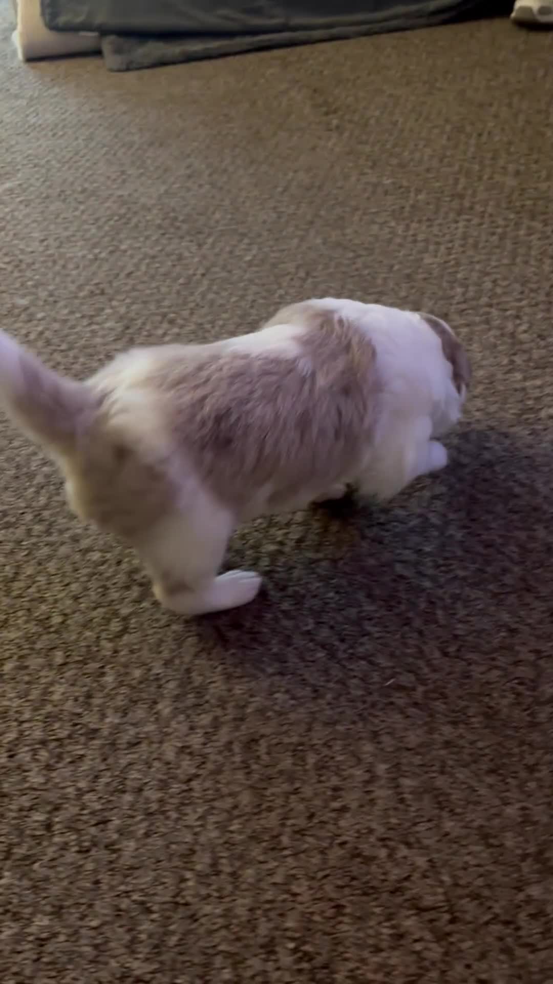 Border Collie dogs for sale: Only one girl left. - Video 3