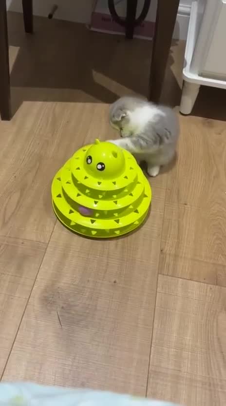 Scottish Fold cats for sale: Scottish fold x british short hair - Video 2