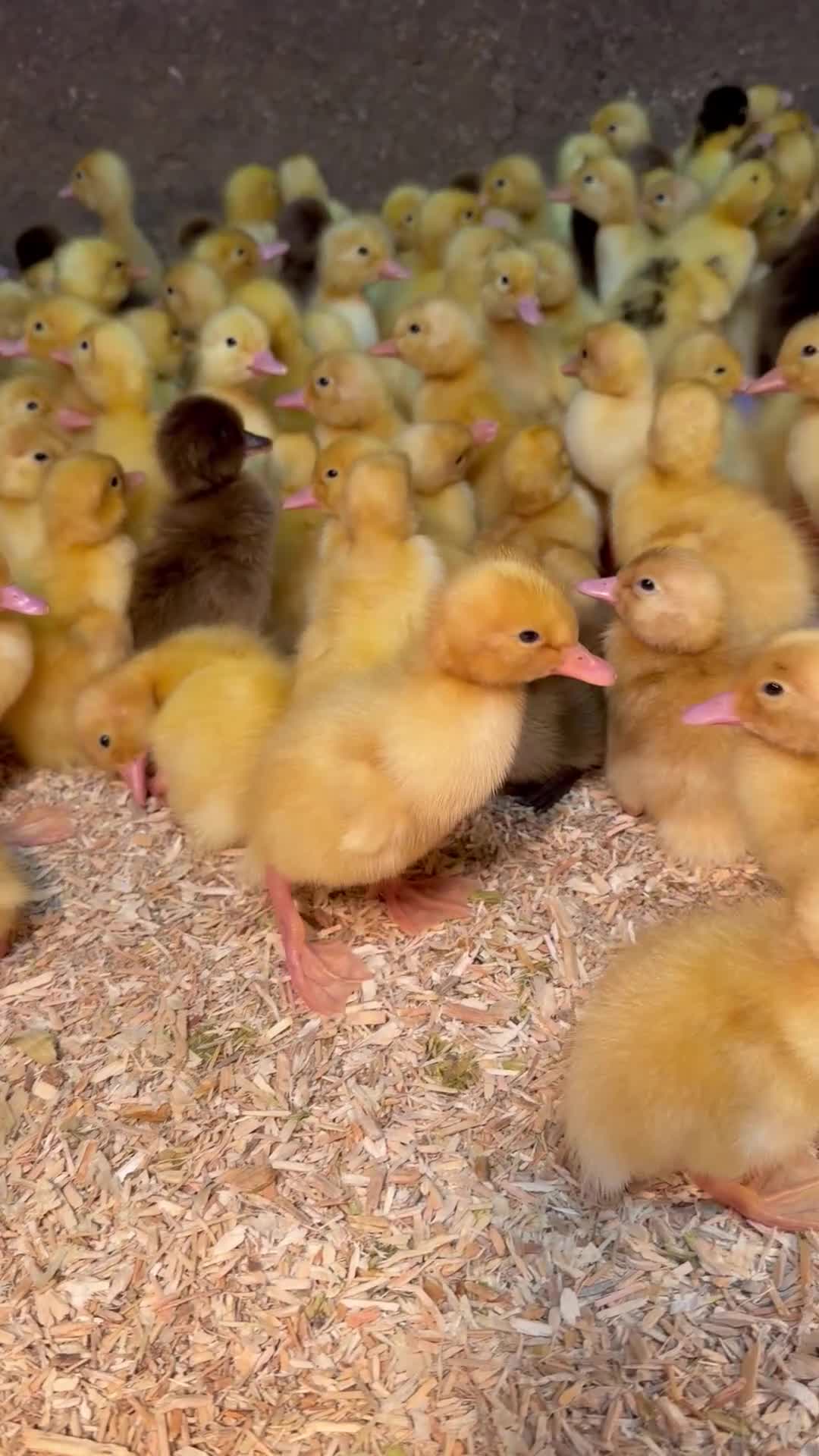 Ducks poultry for sale: Female Ducklings in a range of breeds  - Video 1