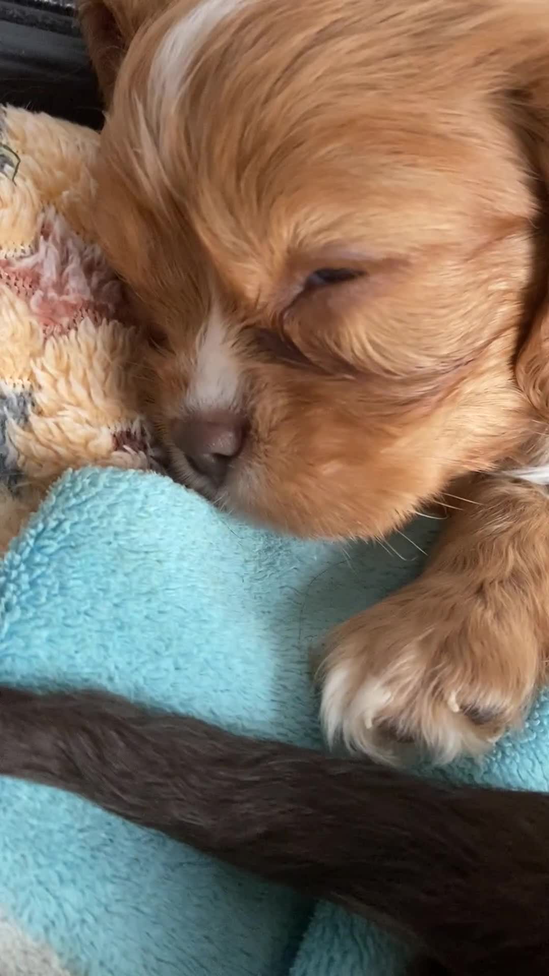 Cavalier King Charles Spaniel dogs for sale: Chocolate Cavalier Puppies  - Video 3