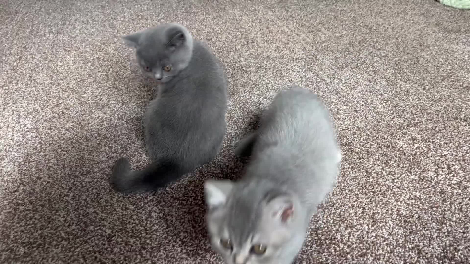 British Shorthair cats for sale: GCCF Imperial Grand Champion Parent & Grandparent in Deeside - Video 2