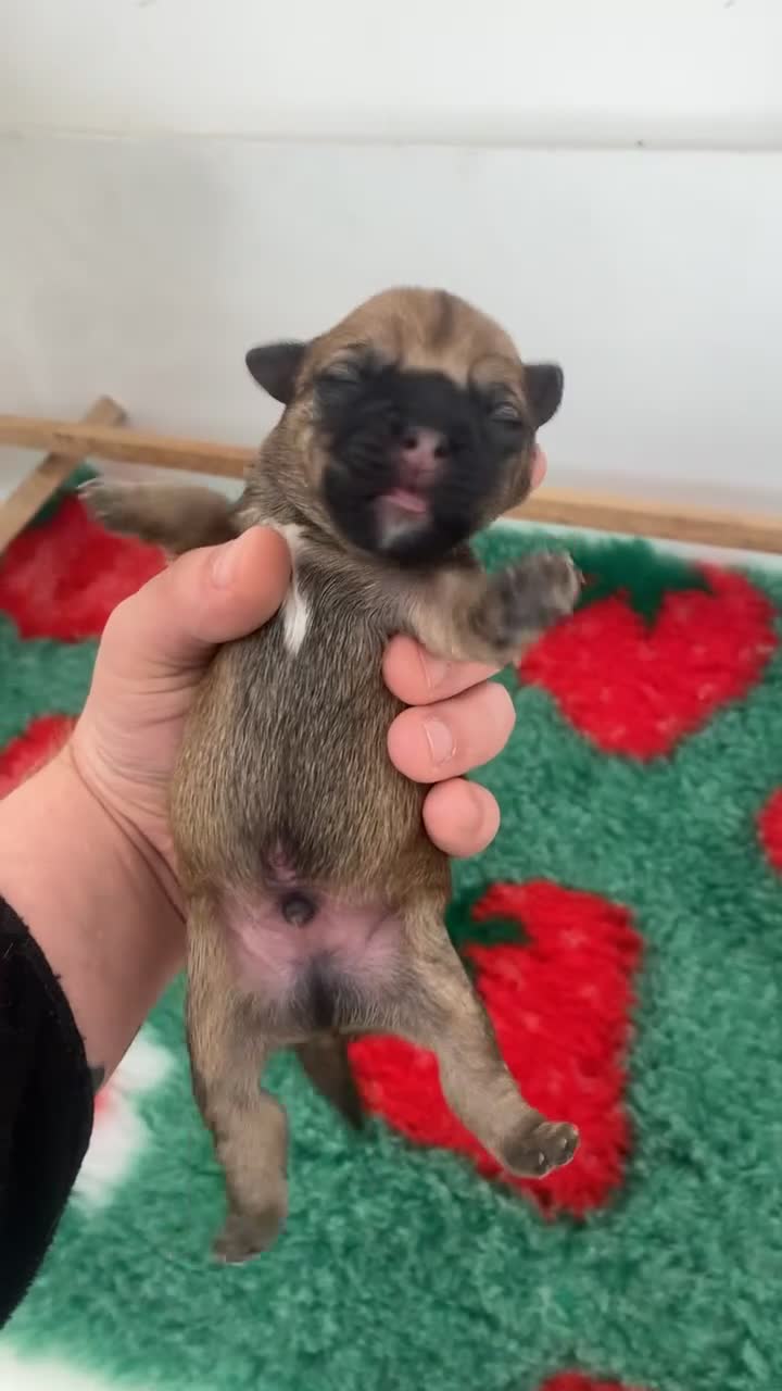 Mixed Breed dogs for sale: 4 male Border/Cairn Terriers - Video 3