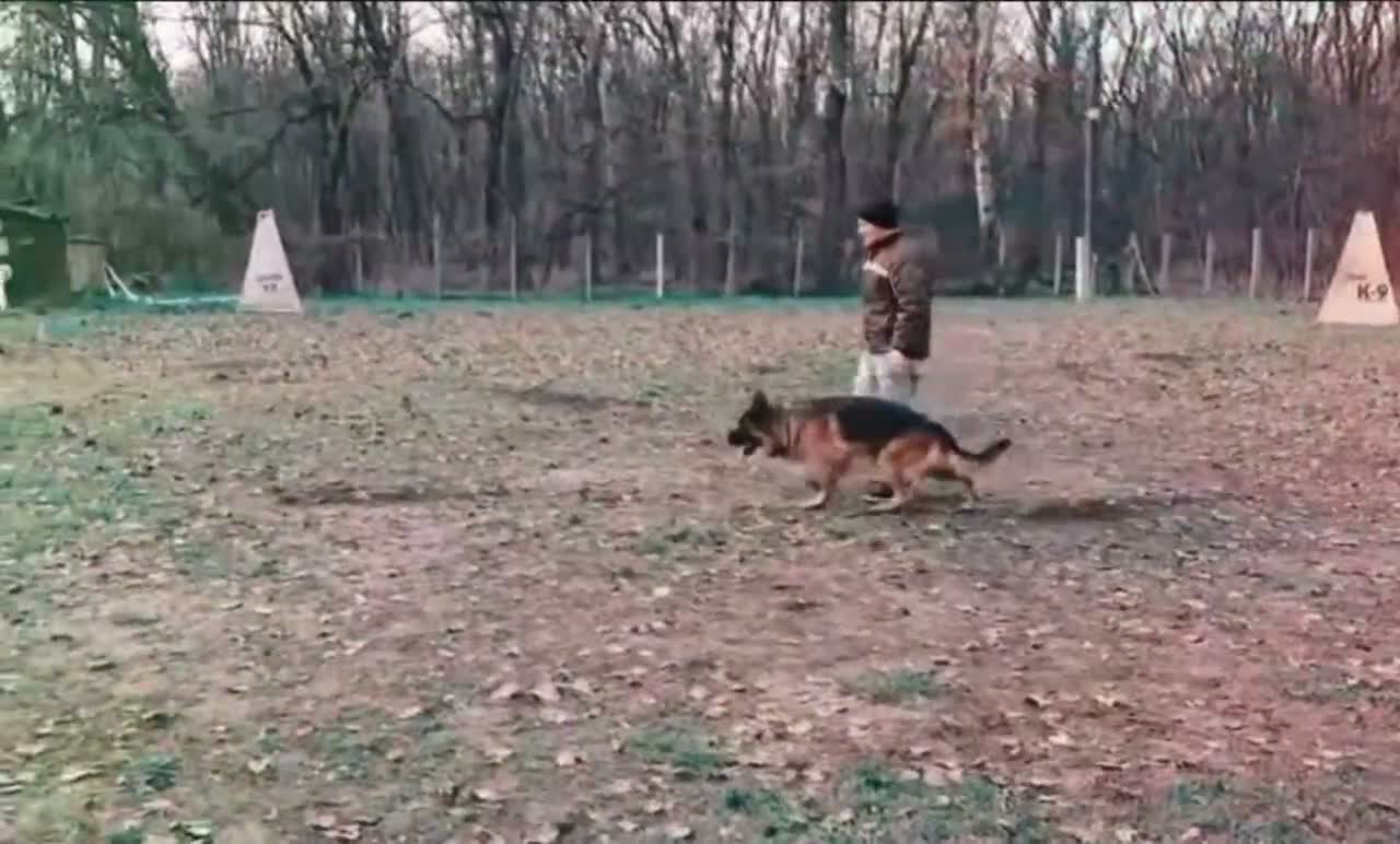 German Shepherd dogs for stud: Yoko von Empiere– AVAILABLE FOR STUD - Video 1