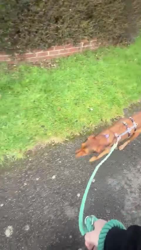 Mixed Breed dogs for sale: Dahlia needs her family - Video 1