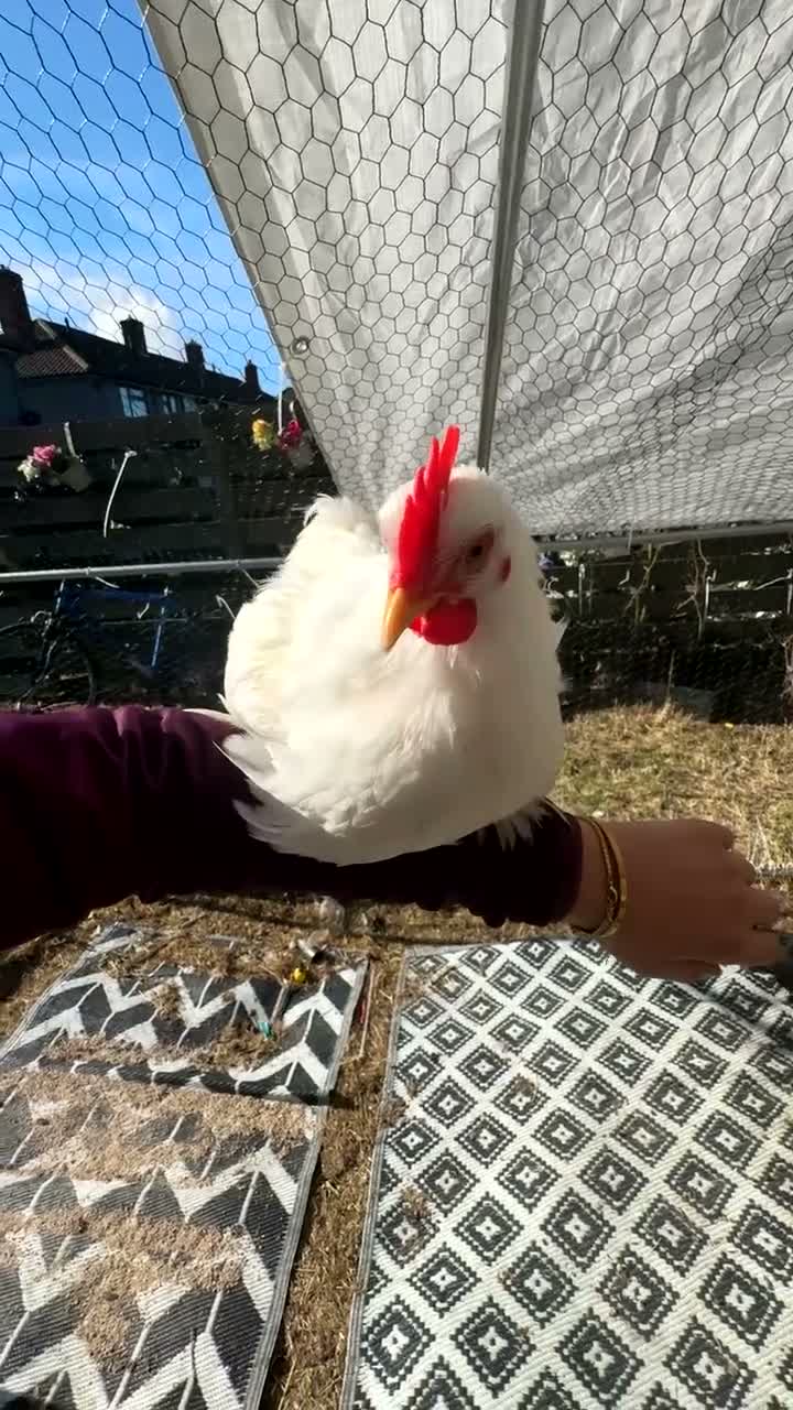 Chickens poultry for sale: Chickens  - Video 1