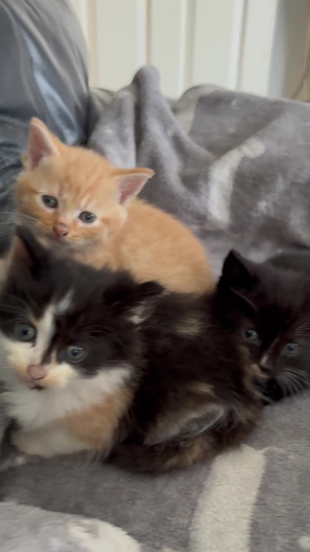 Mixed Breed cats for sale: sweet, cute kitten (Bsh X persian)  - Video 1