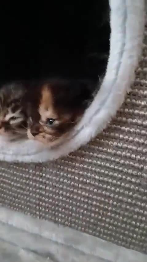 Maine Coon cats for sale: Pedigree Maine Coon kittens in Millom - Video 3