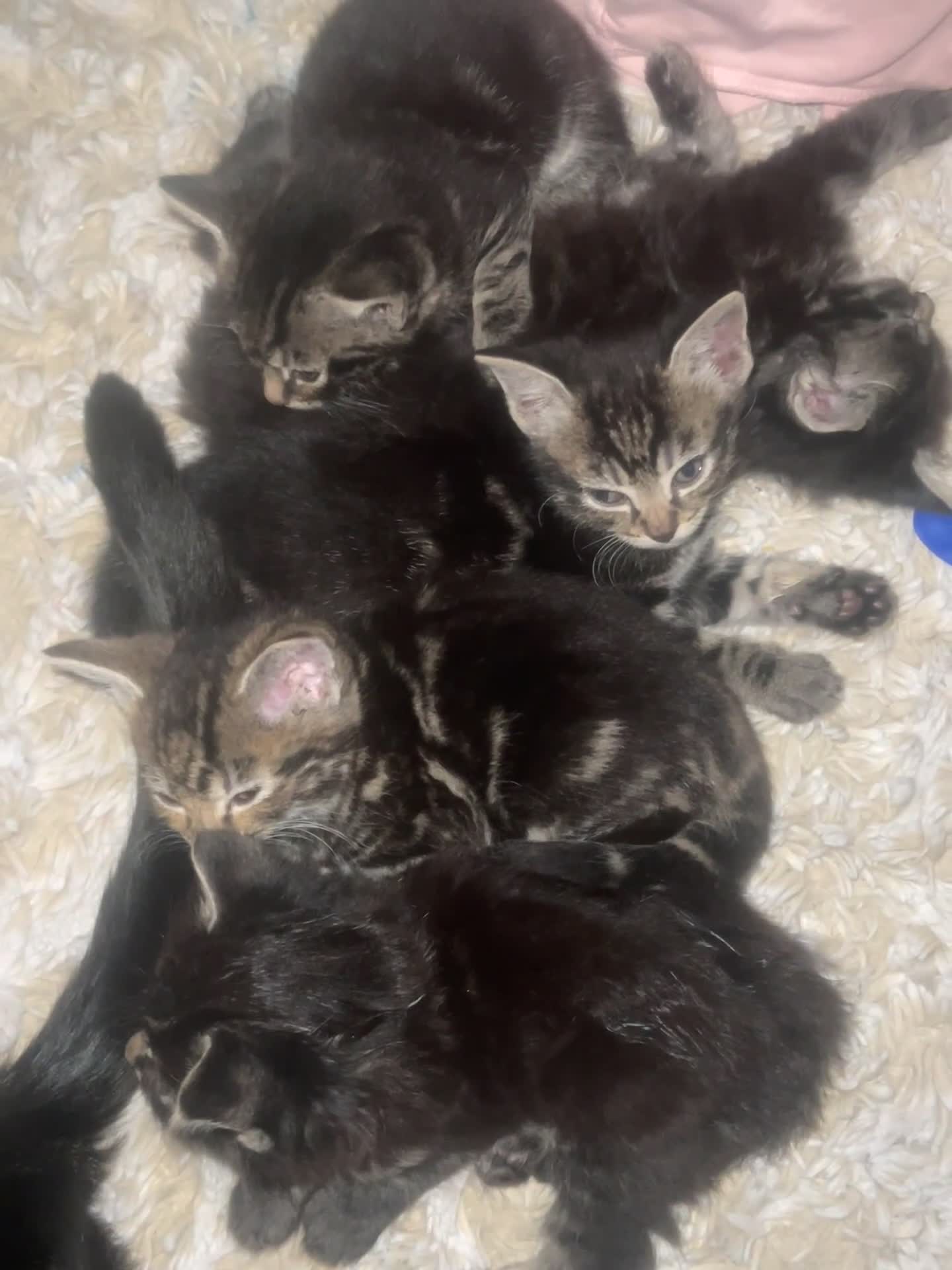 Mixed Breed cats for sale: Kittens for sales  in Tunbridge Wells - Video 1