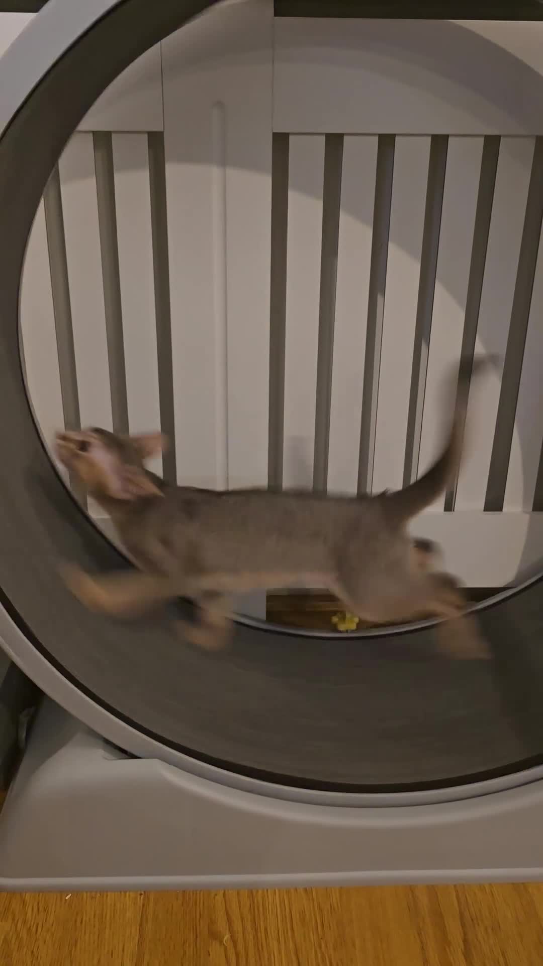 Abyssinian cats for sale: Abyssinian kittens for sale ! Just one boy left - Video 2