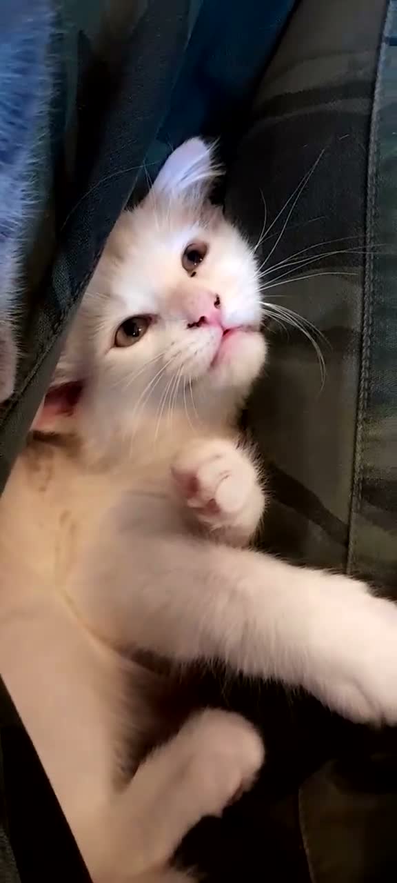 Mixed Breed cats for sale: 4 attractive Turkish Angora/Maine Coon kittens in Newquay - Video 1