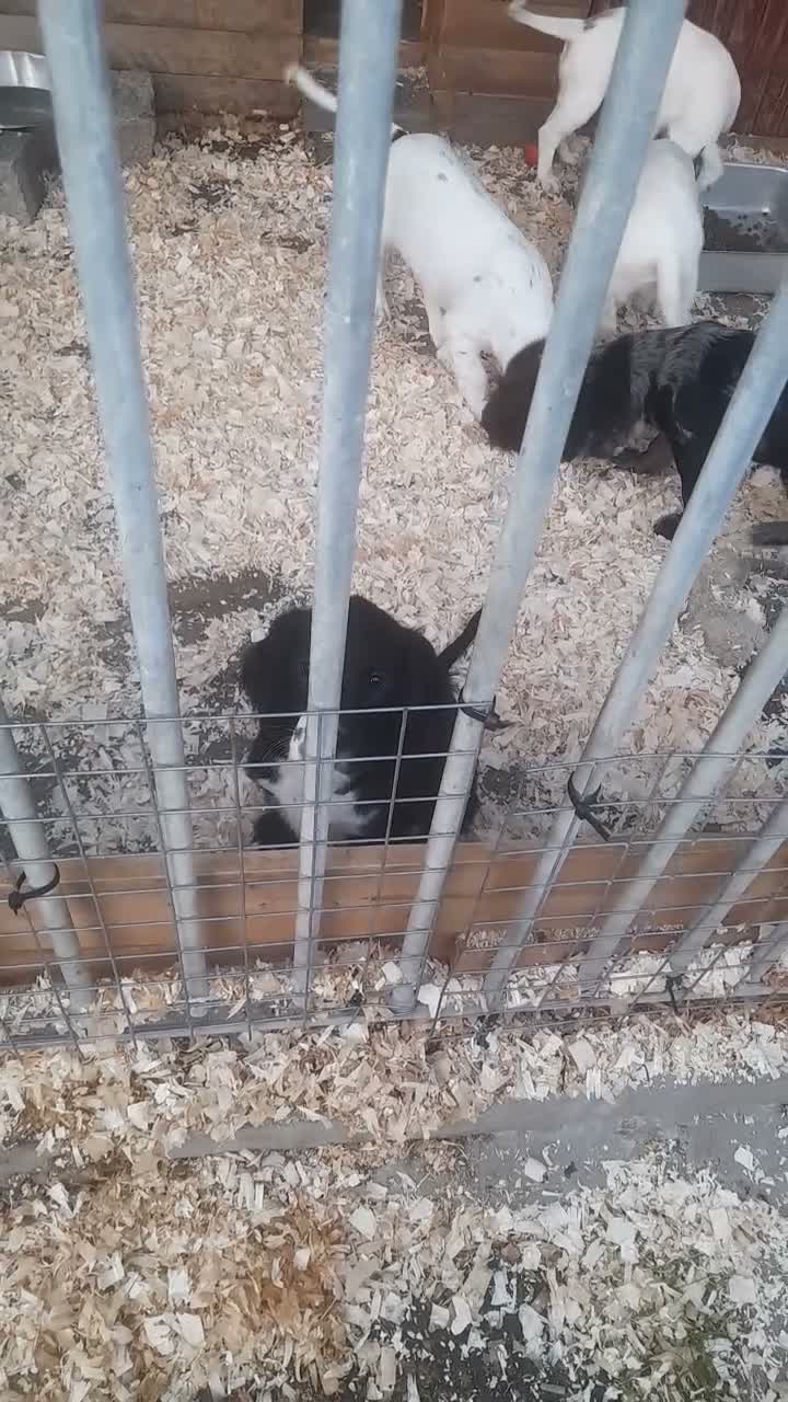 Sprocker dogs for sale: Sprocker spaniel puppies in Canterbury - Video 1