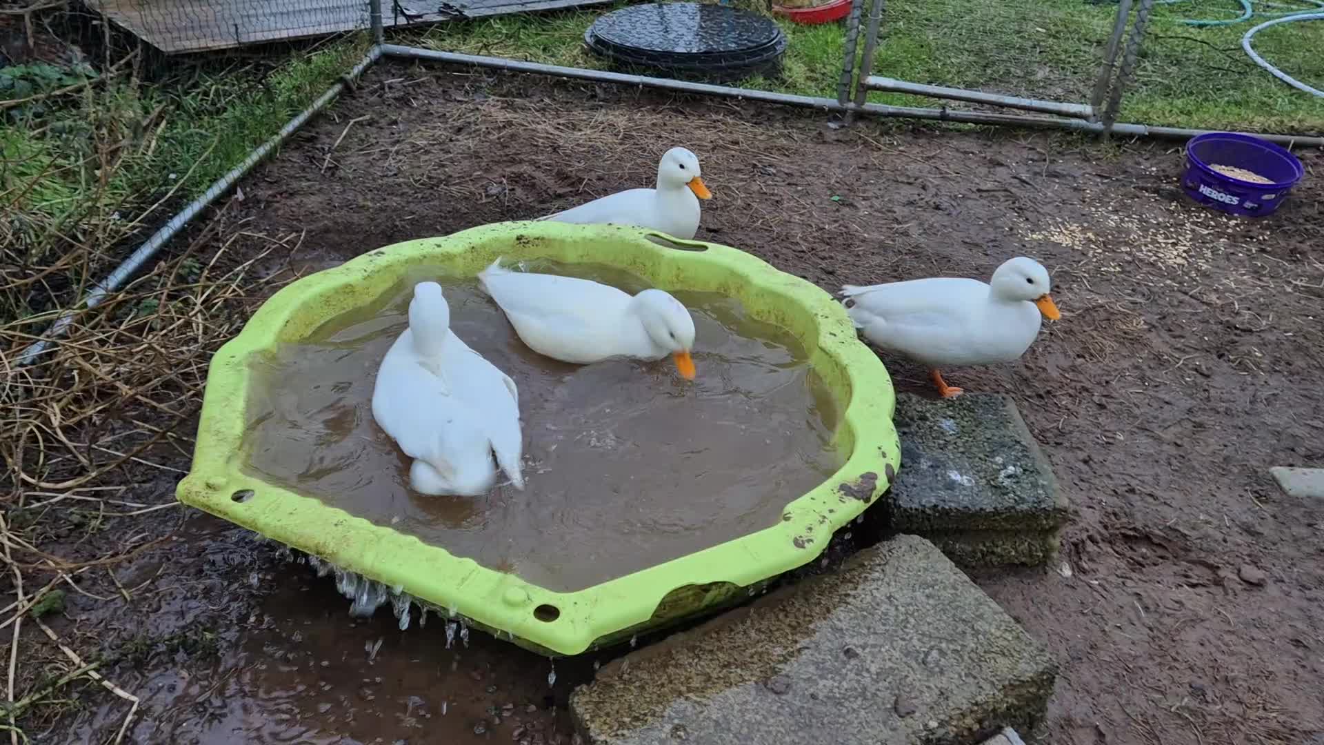Ducks poultry for sale: 4 males call ducks, 2 female miniature Appleyards  - Video 1