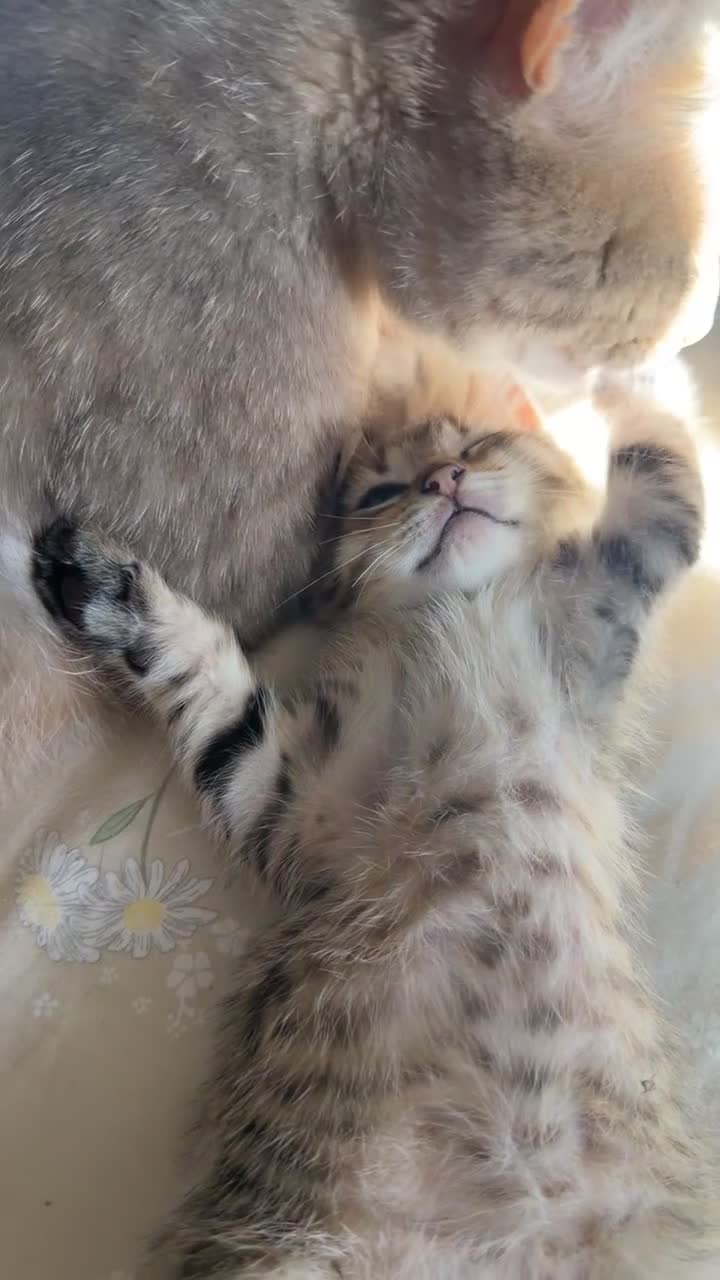 Mixed Breed cats for sale: Tabby cross ragdoll kittens - Video 4