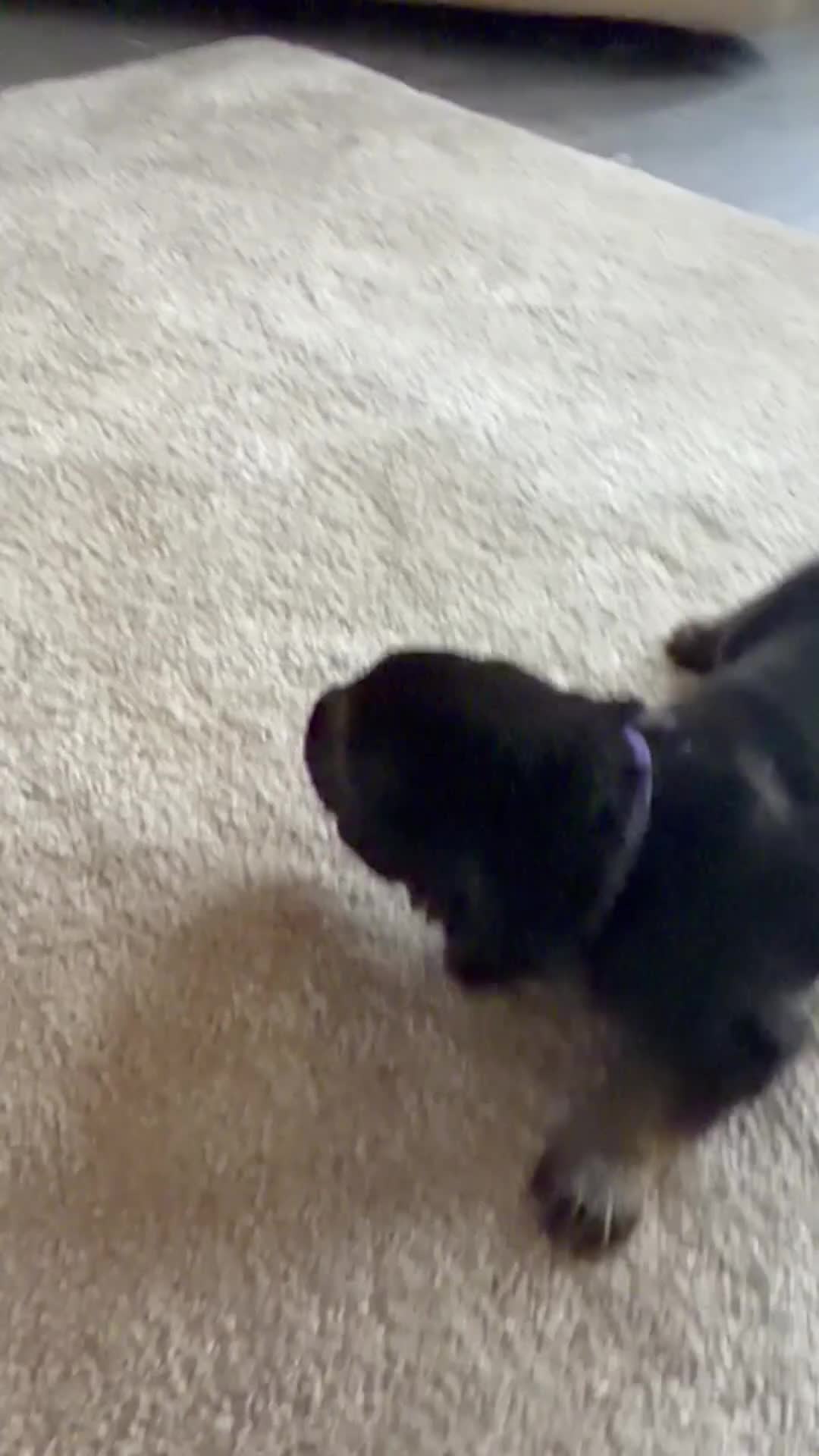 German Shepherd dogs for sale: German Shepherd Puppies 🐾 - Video 2