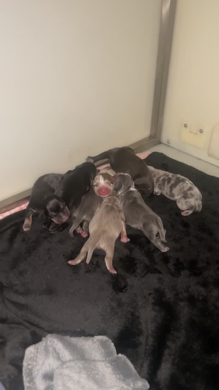 American Bully dogs for sale: Pocket cross standard bully’s  - Video 2