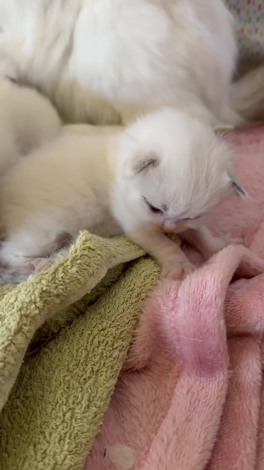 Ragdoll cats for sale: GCCF Registered Ragdoll Kittens - Video 5